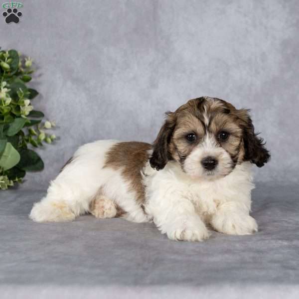 Benny, Teddy Bear Puppy